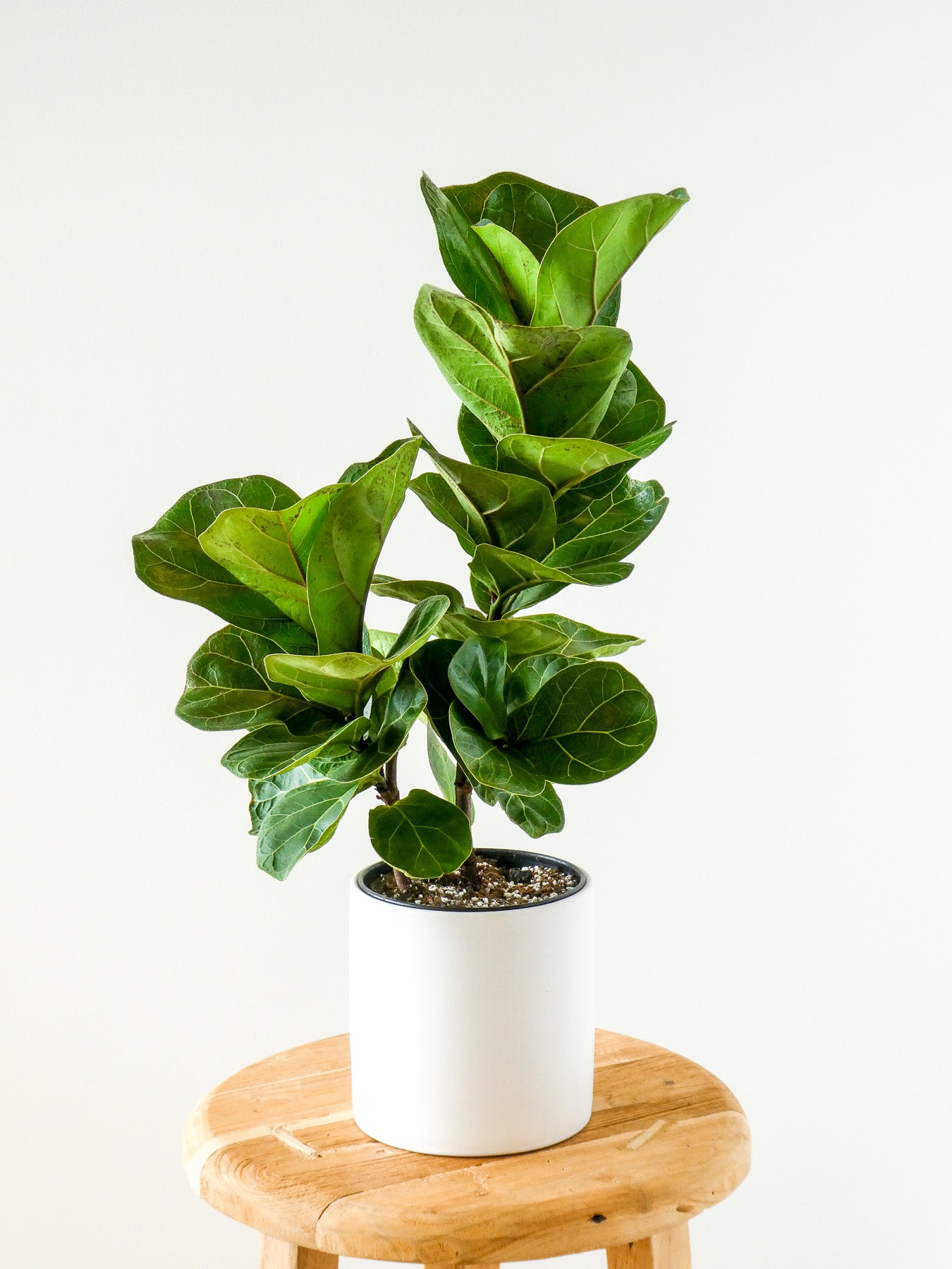 Bambino Fiddle Leaf Fig Houseplant in White Pot, Greenify Co.