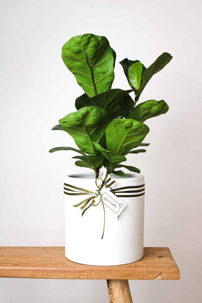 Bambino Fiddle Leaf in White pot, Greenify Co Perth Plant Delivery