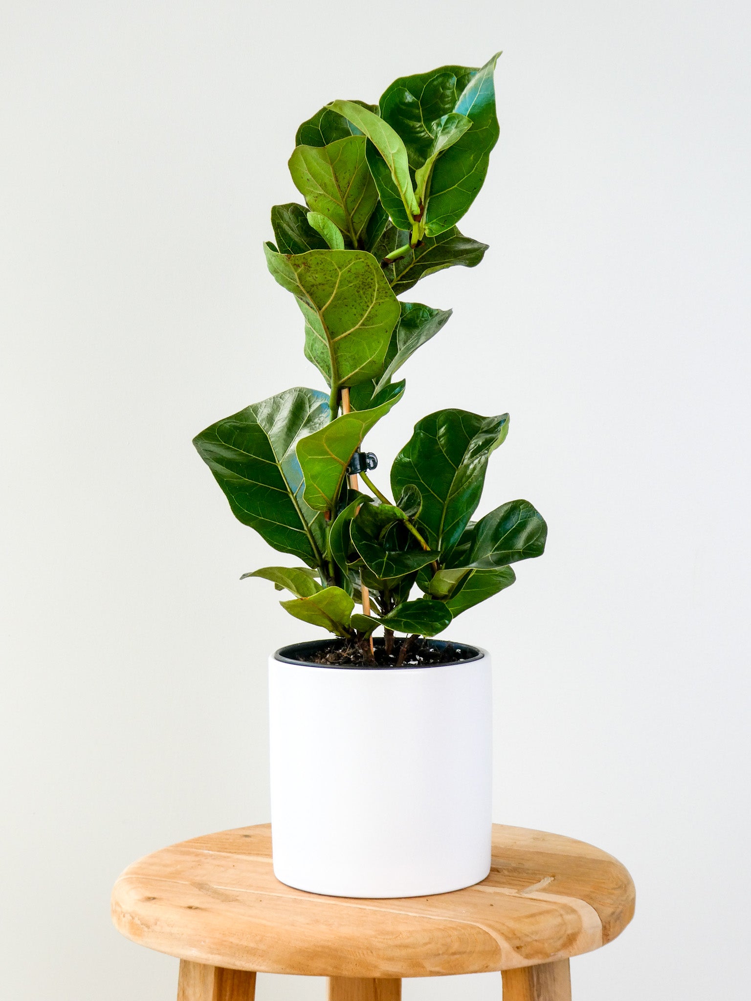 Bambino Ficus Lyrata Plant Greenify CO
