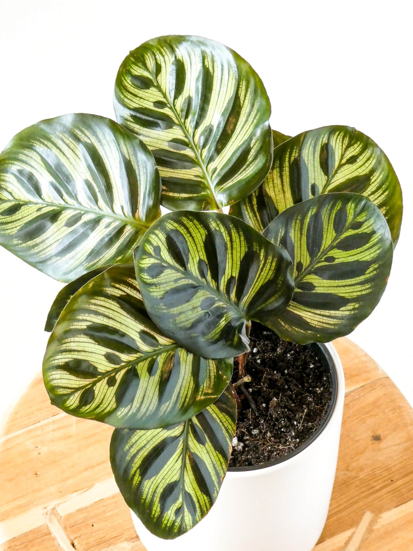 Calathea Makoyana Patterned Leaves Close Up