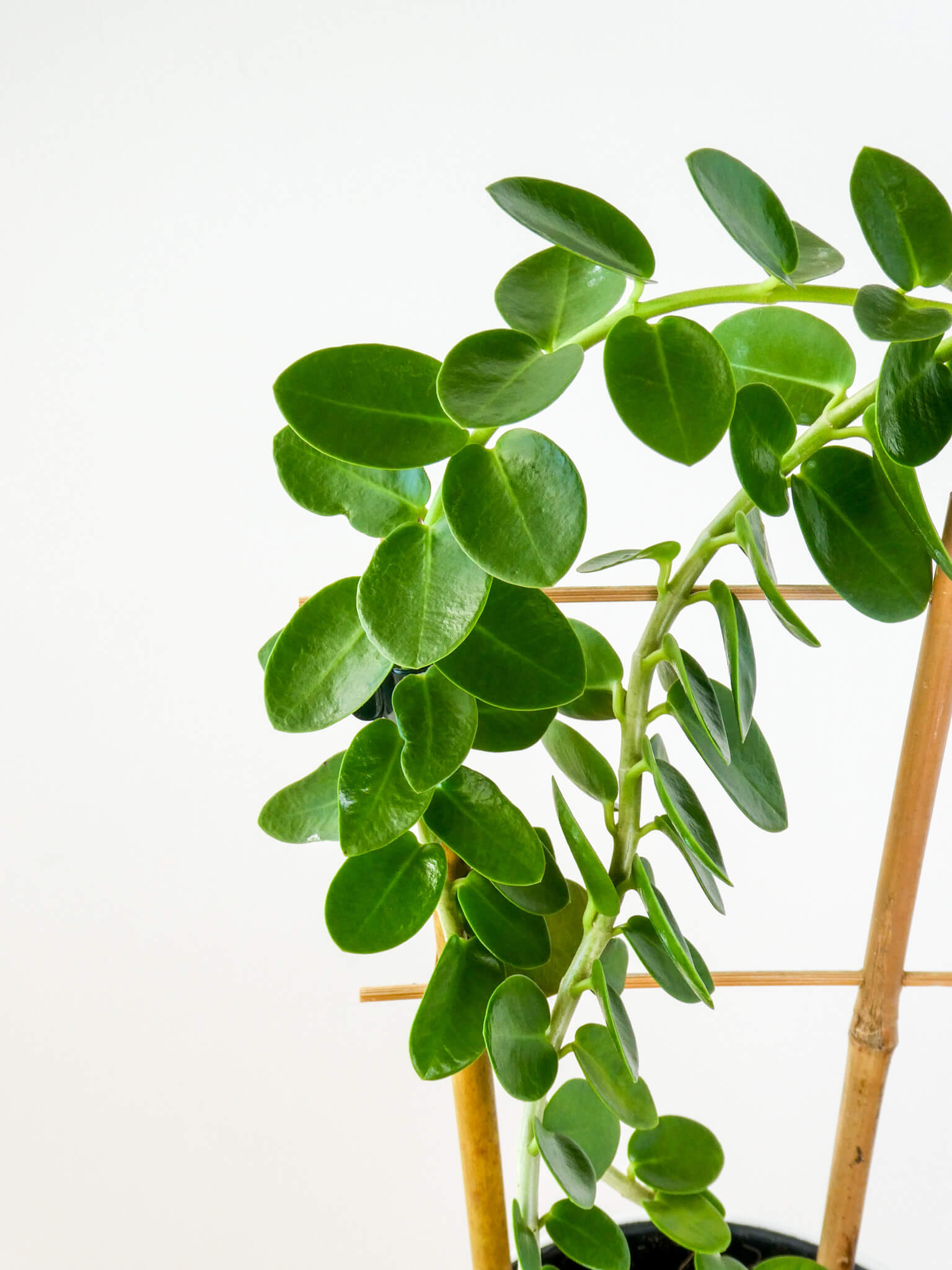 Hoya Cumingiana 'Wax Plant'