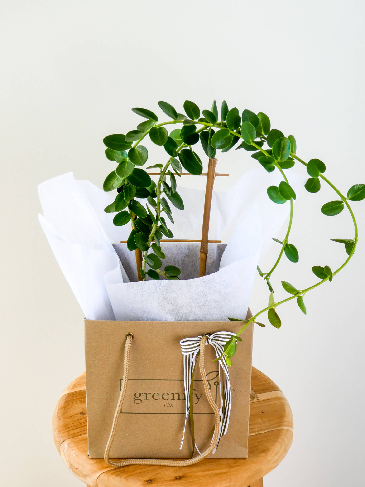 Hoya Cumingiana 'Wax Plant'