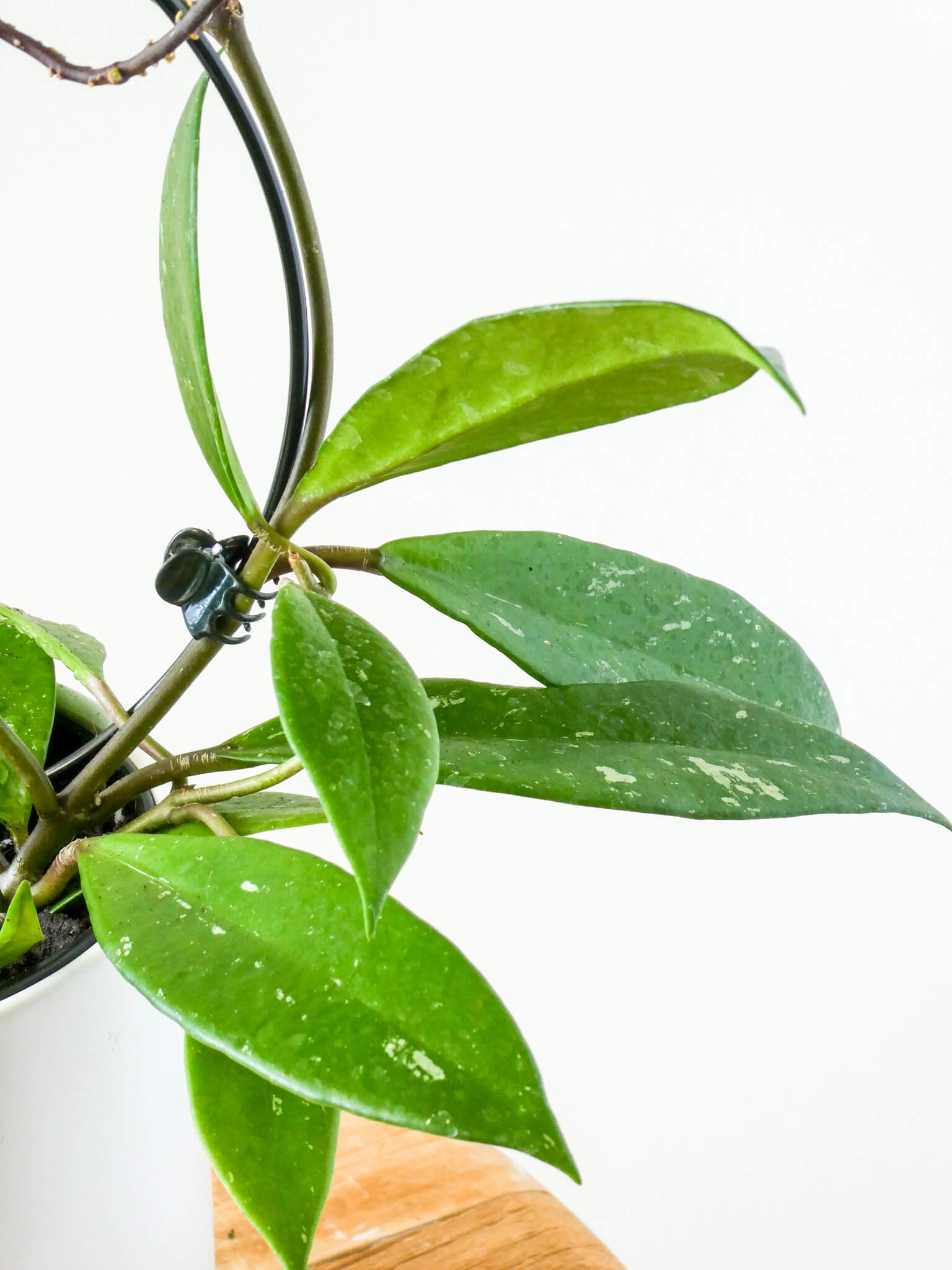 Hoya Pubicalyx Foliage, Greenify Co.