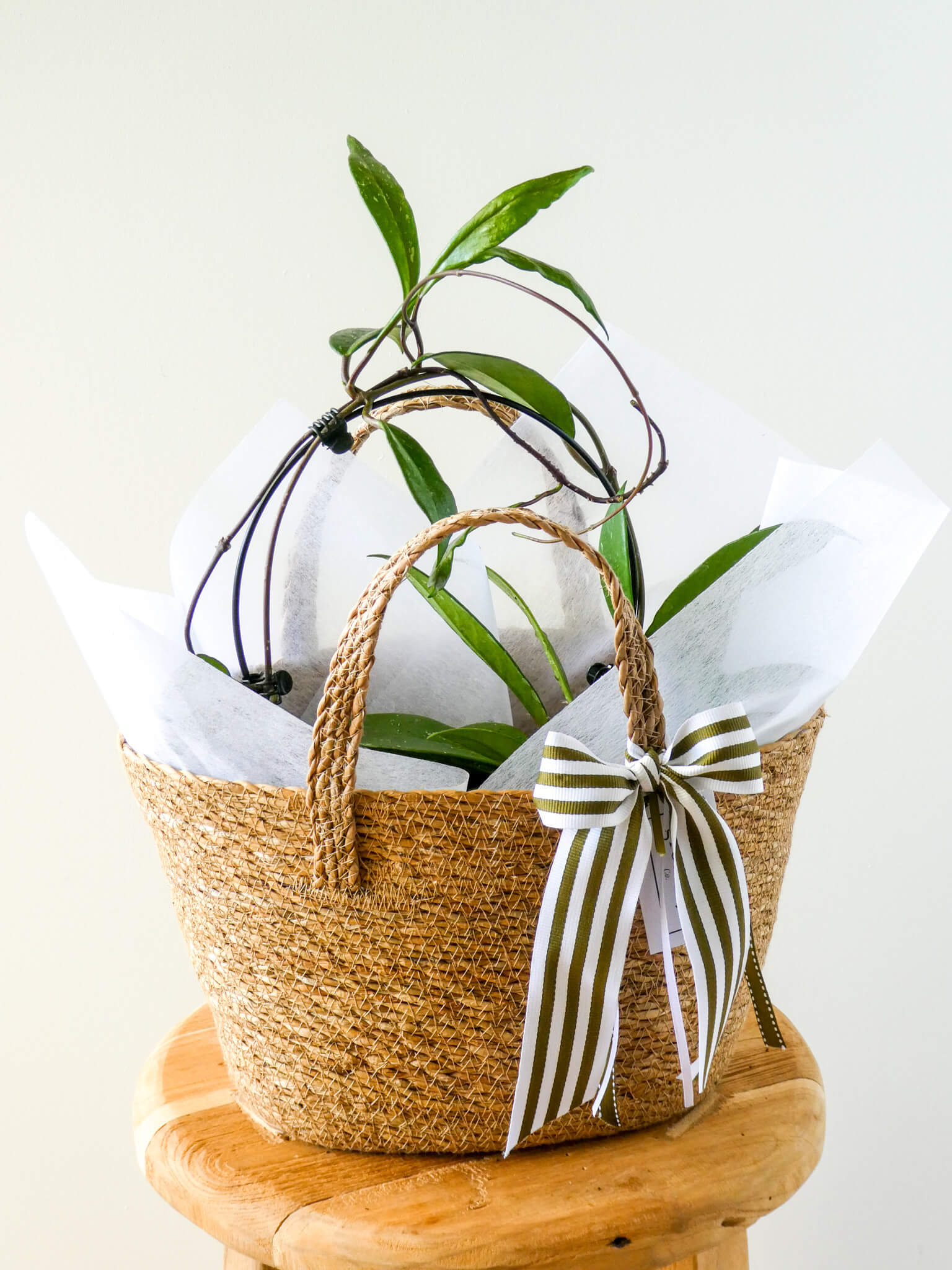 Hoya Plant in Piccolo Basket , Greenify Co.
