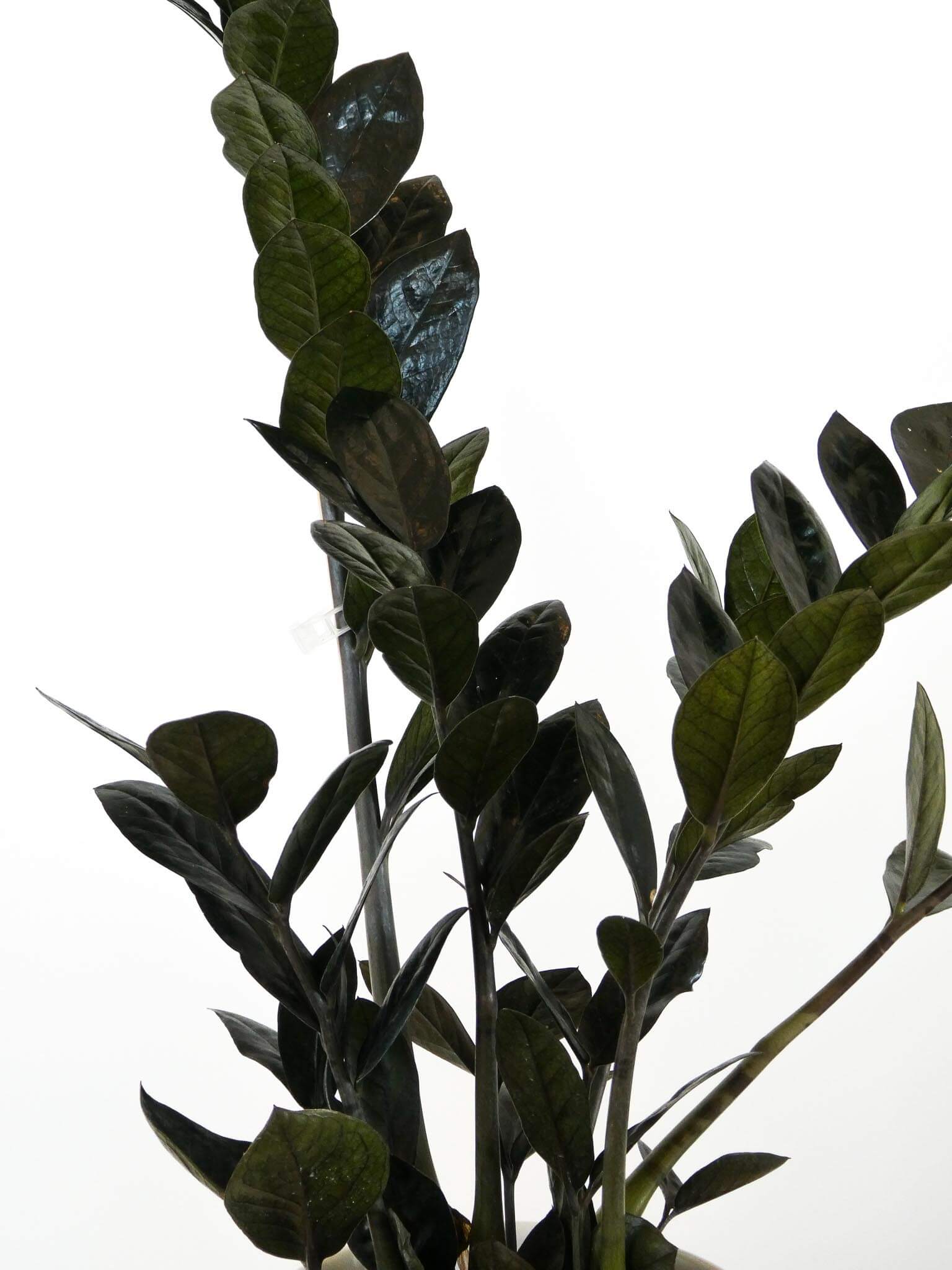 Black Leaves on Raven ZZ Plant, Greenify Co.