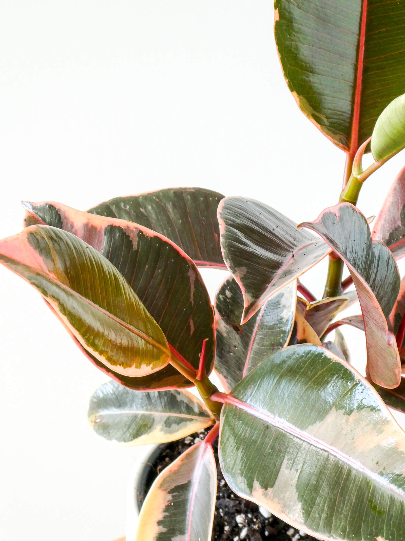 Ruby Rubber Plant Foliage, Greenify Co.