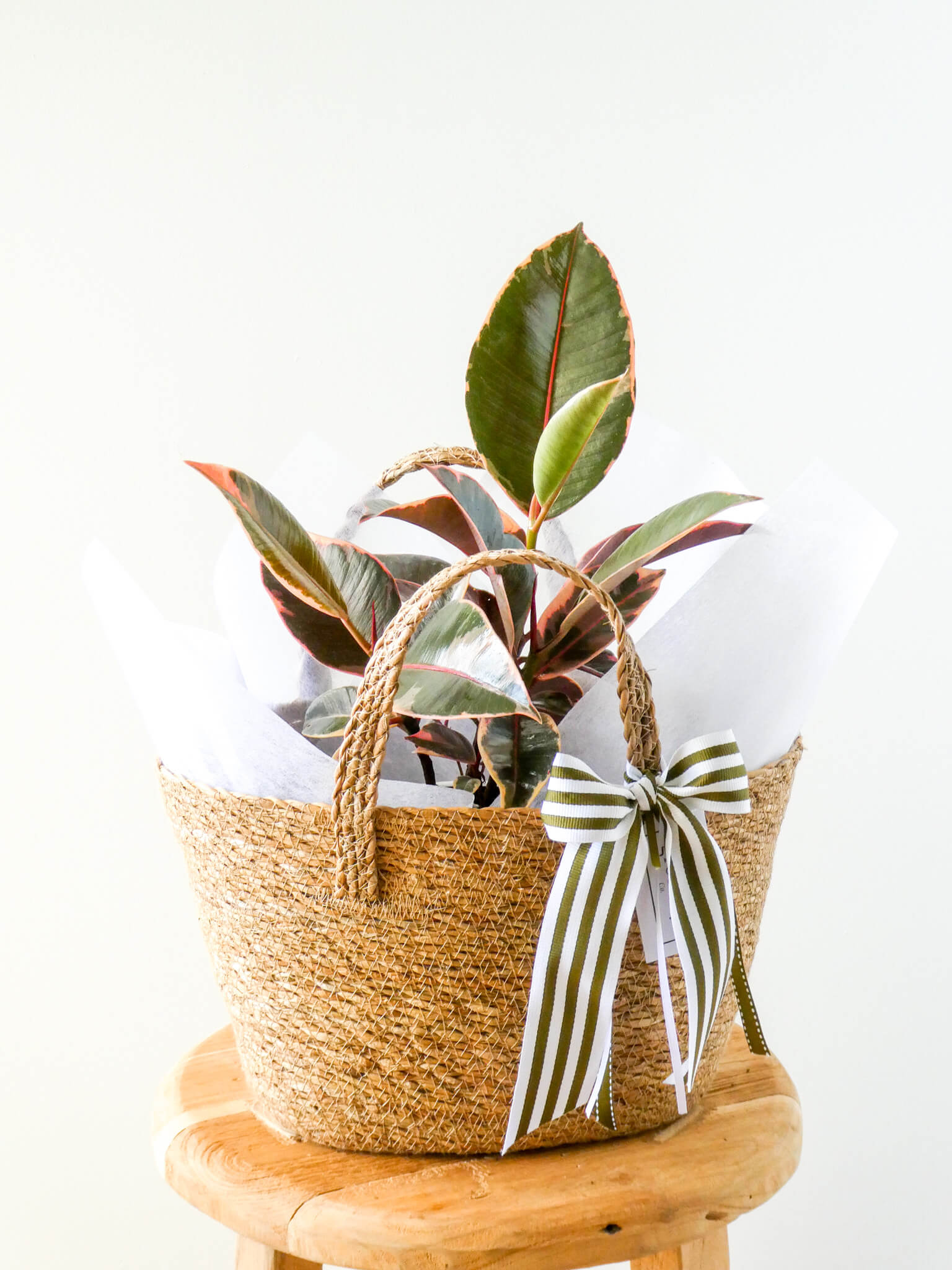 Ruby Rubber Plant in Piccolo Basket