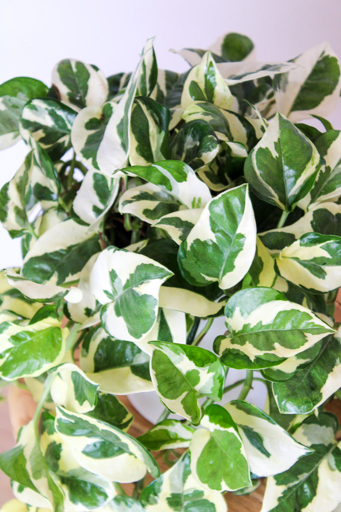 Snow Queen Pothos Foliage close up