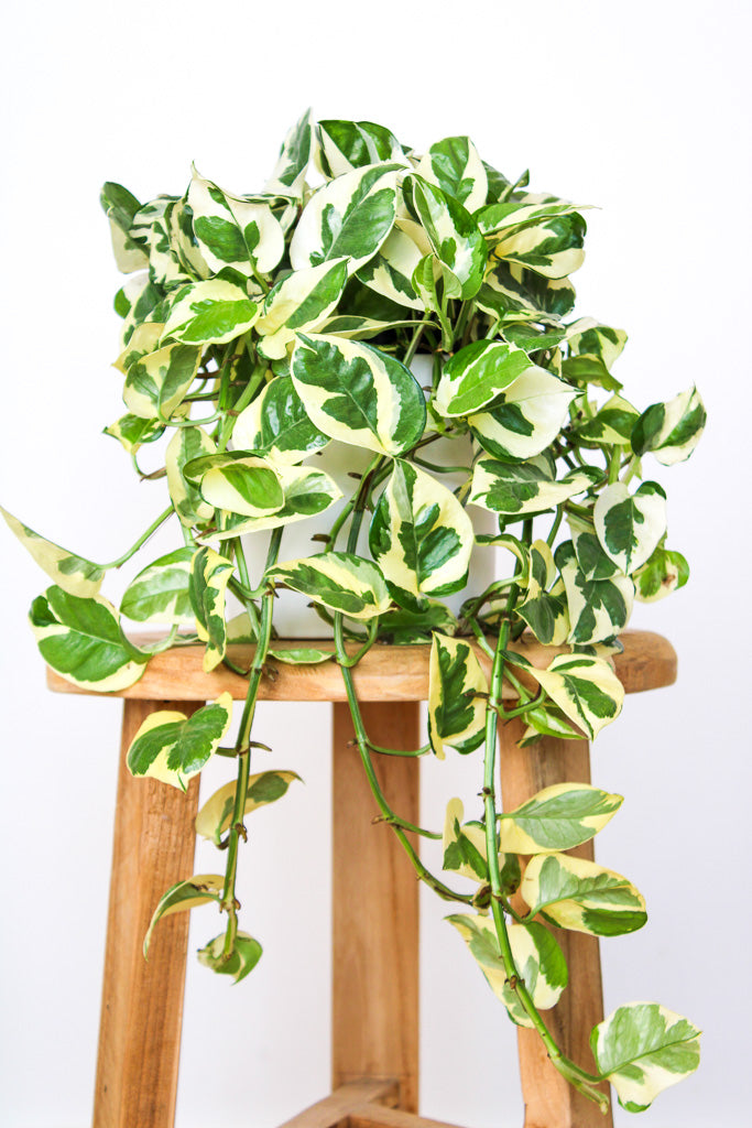 Snow Queen Pothos, Indoor Plant, Greenify CO Perth