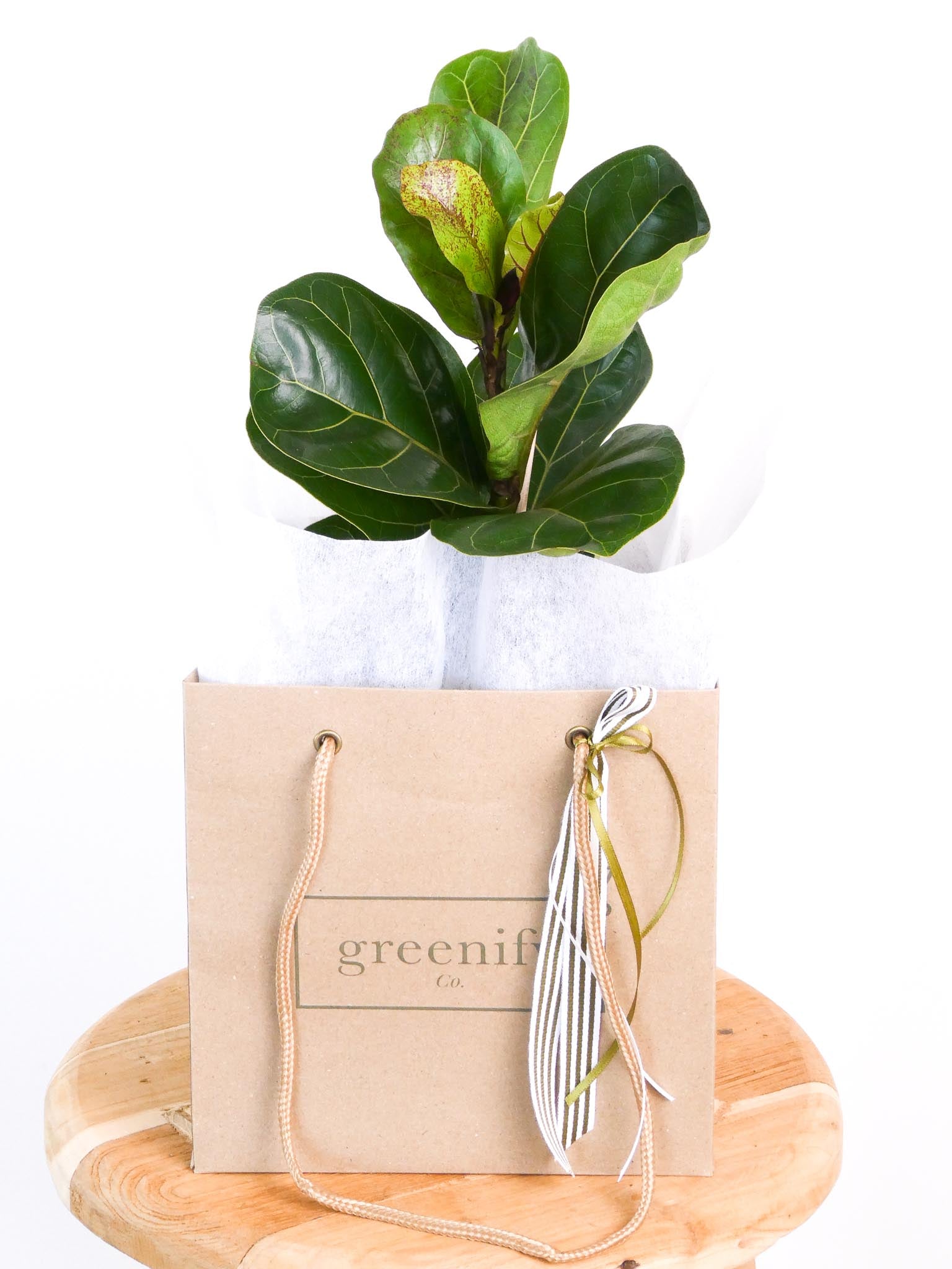 Bambino Fiddle Leaf Plant in Paper Greenify Co Gift Bag