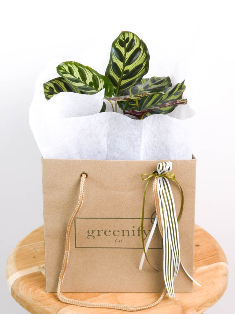 Calathea Makoyana Plant in Greenify Co Gift Bag with ribbons