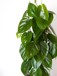 Heart Leaf Philodendron Close up of Leaves