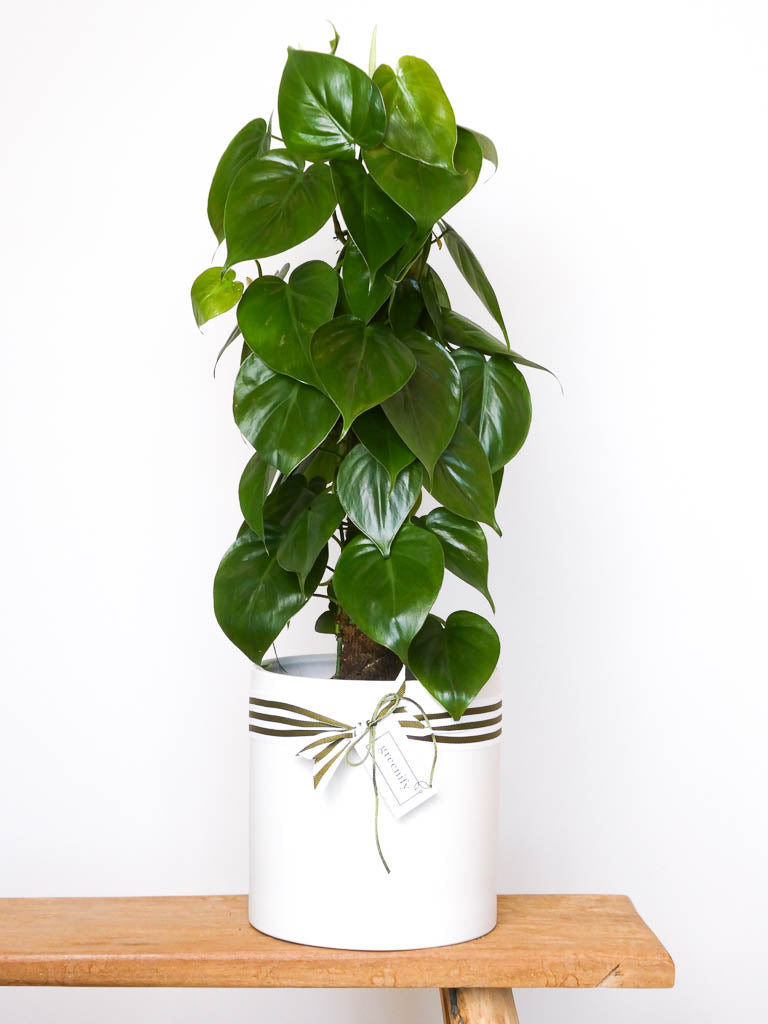 Heart Leaf Philodendron Plant on Totem Pole, White POt, Greenify Co.