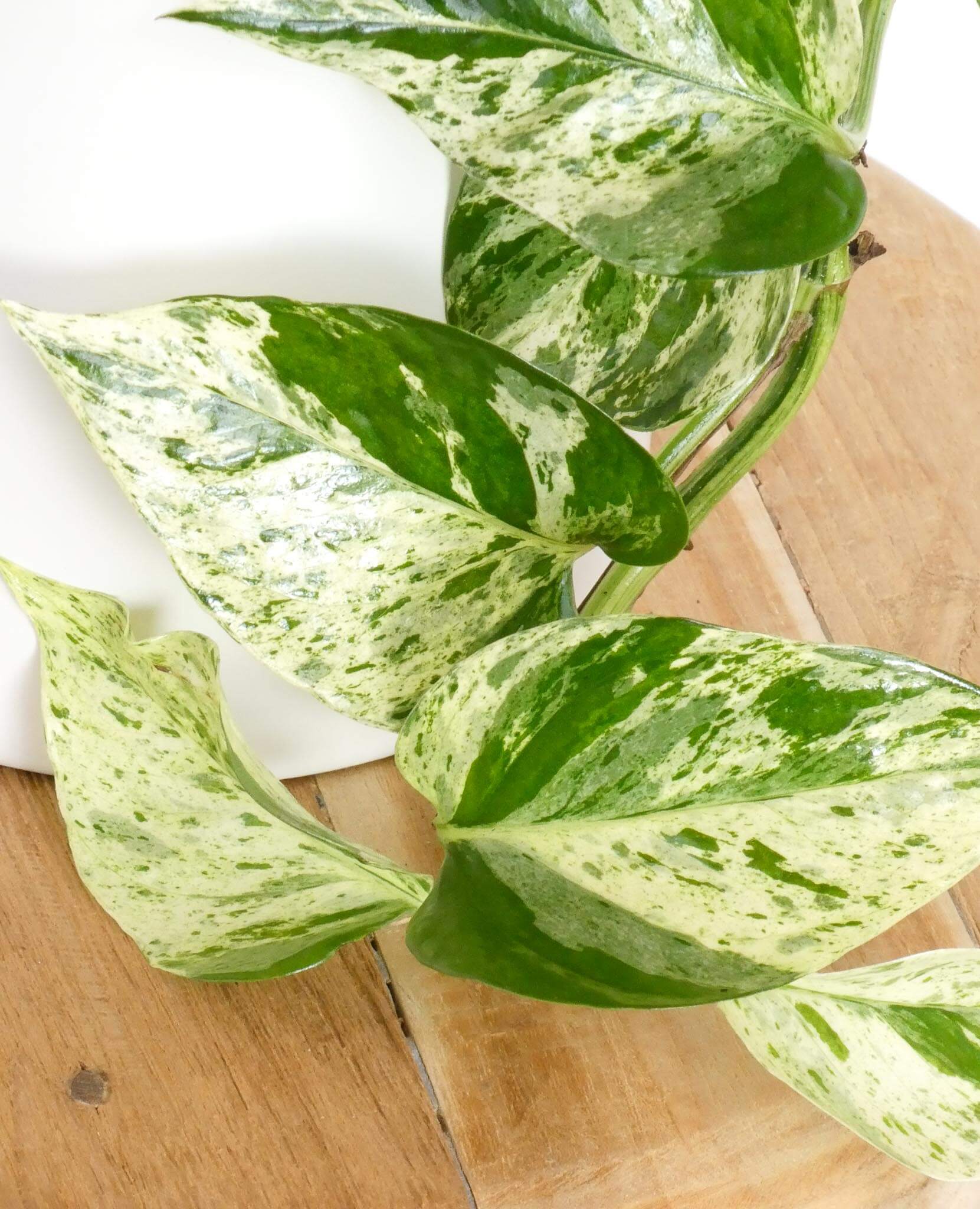 Marble Queen Pothos Leaves, Greenify CO