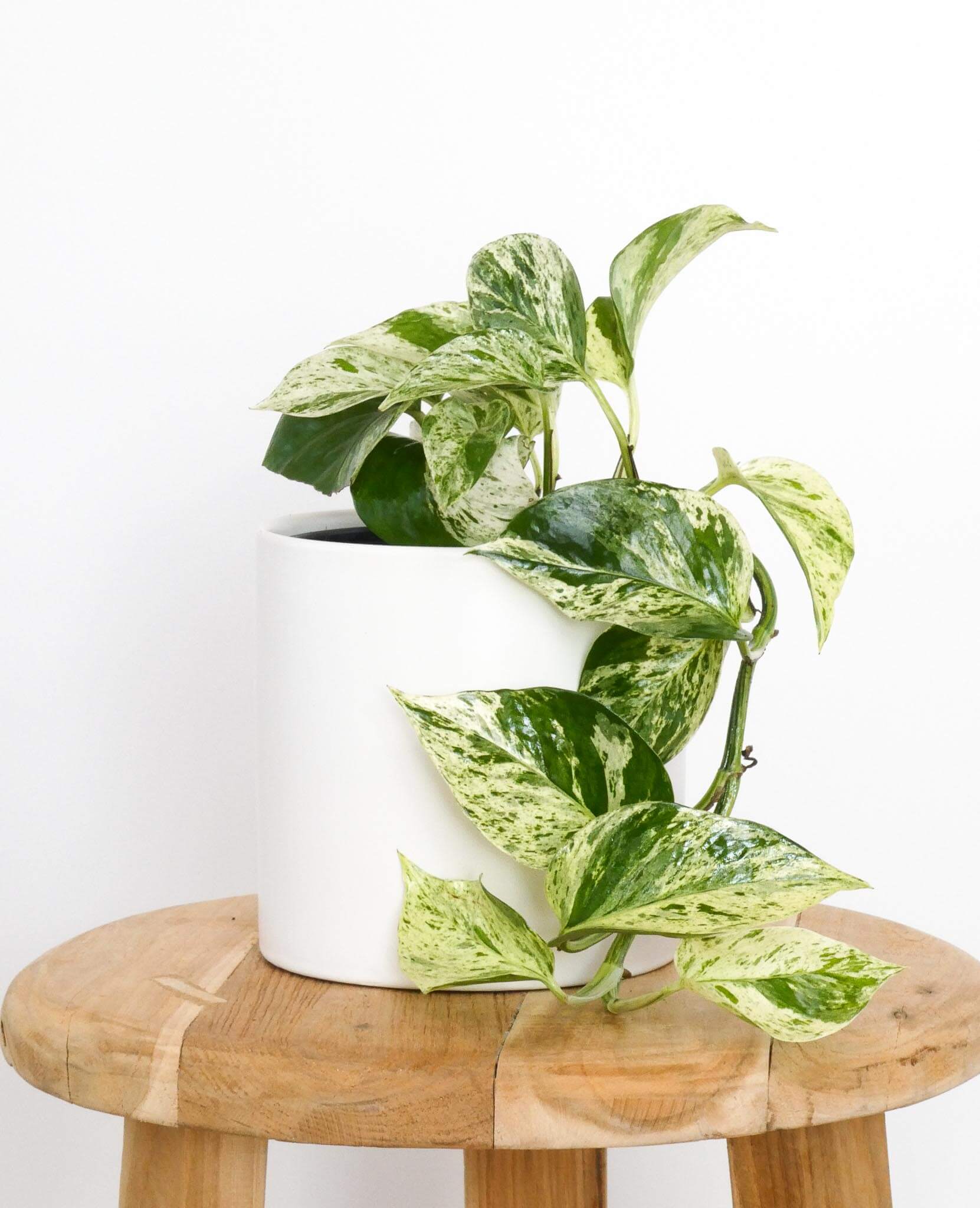 Marble Queen Pothos Variegated Plant, Greenify Co Perth