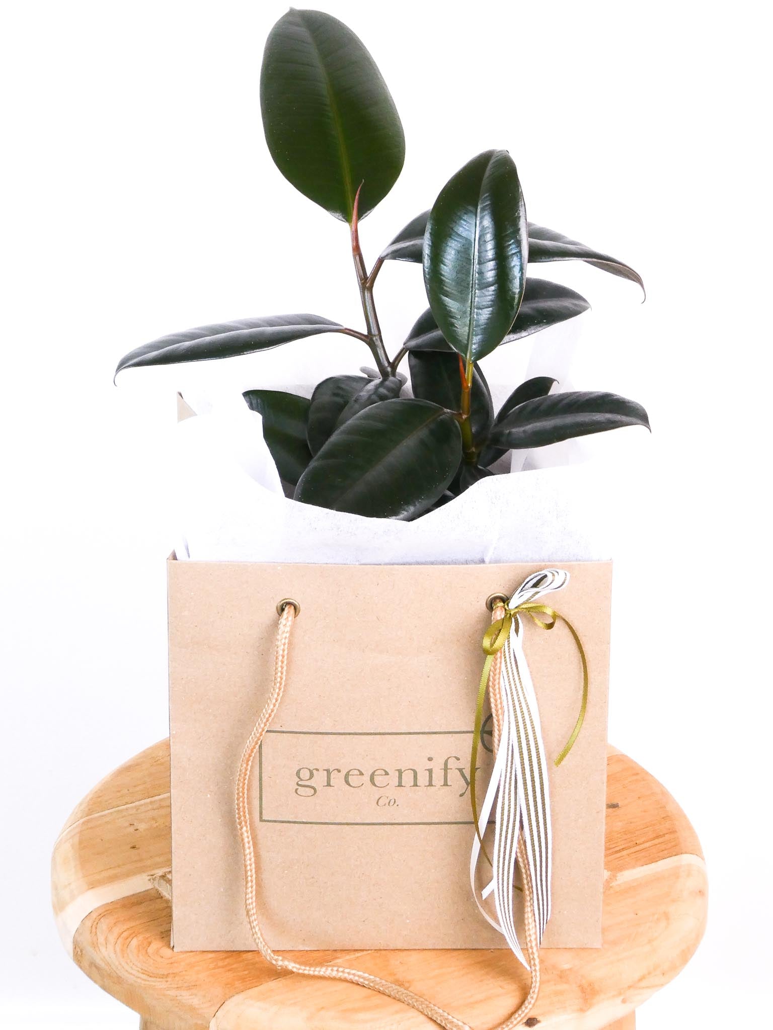 Rubber Plant in Greenify Co Gift Bag