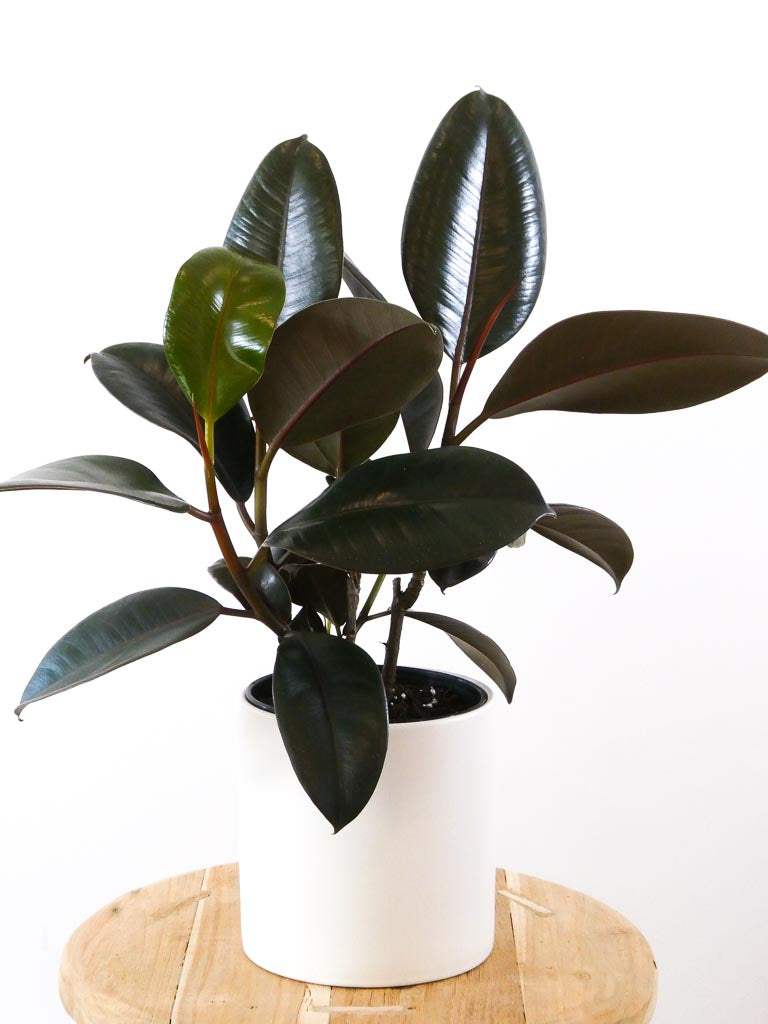 Rubber Plant in White Ceramic Pot, Greenify Co.