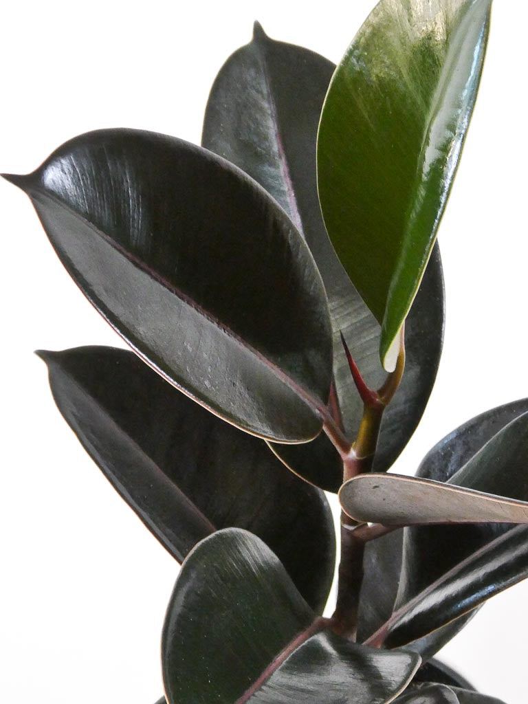 Burgundy Rubber Plant Leaves Close Up