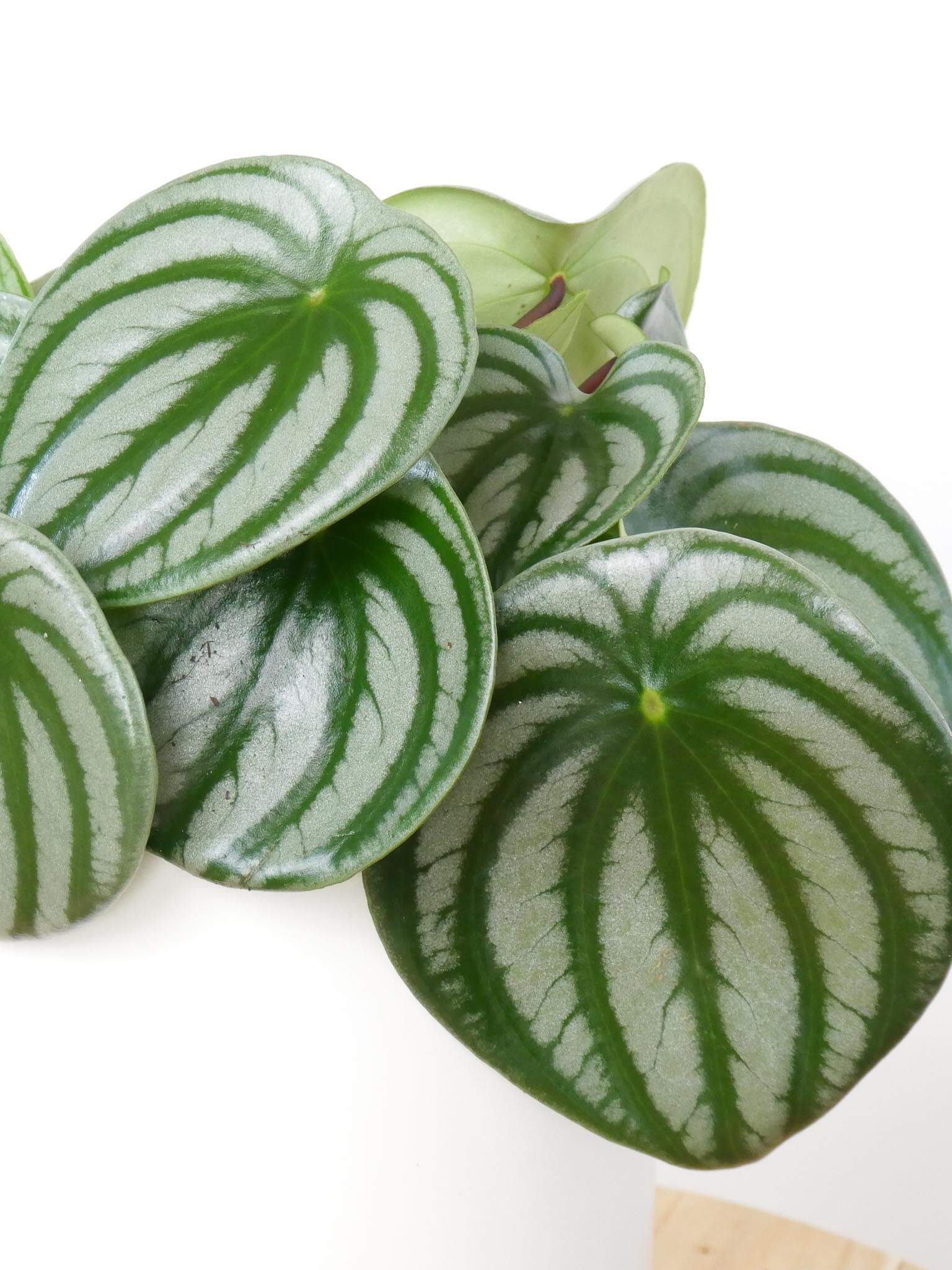 Watermelon Peperomia Leaves, Greenify Co.