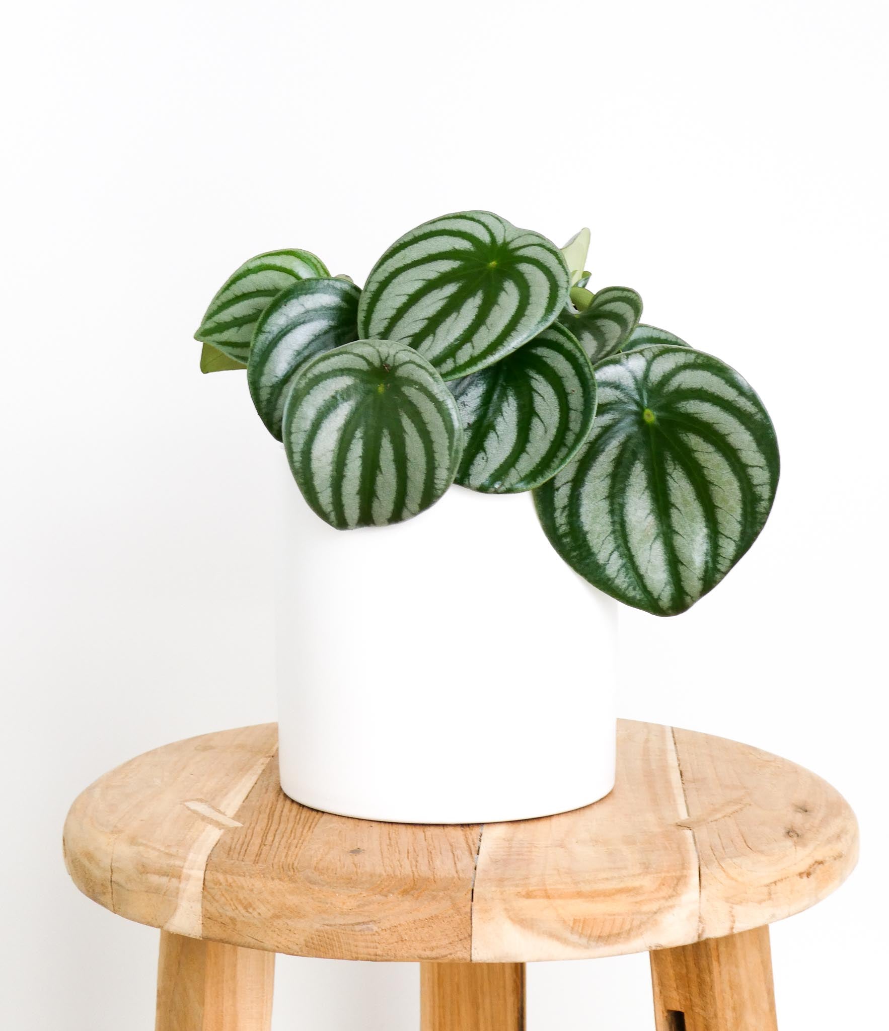 Watermelon Peperomia Plant in white pot, Greenify Co